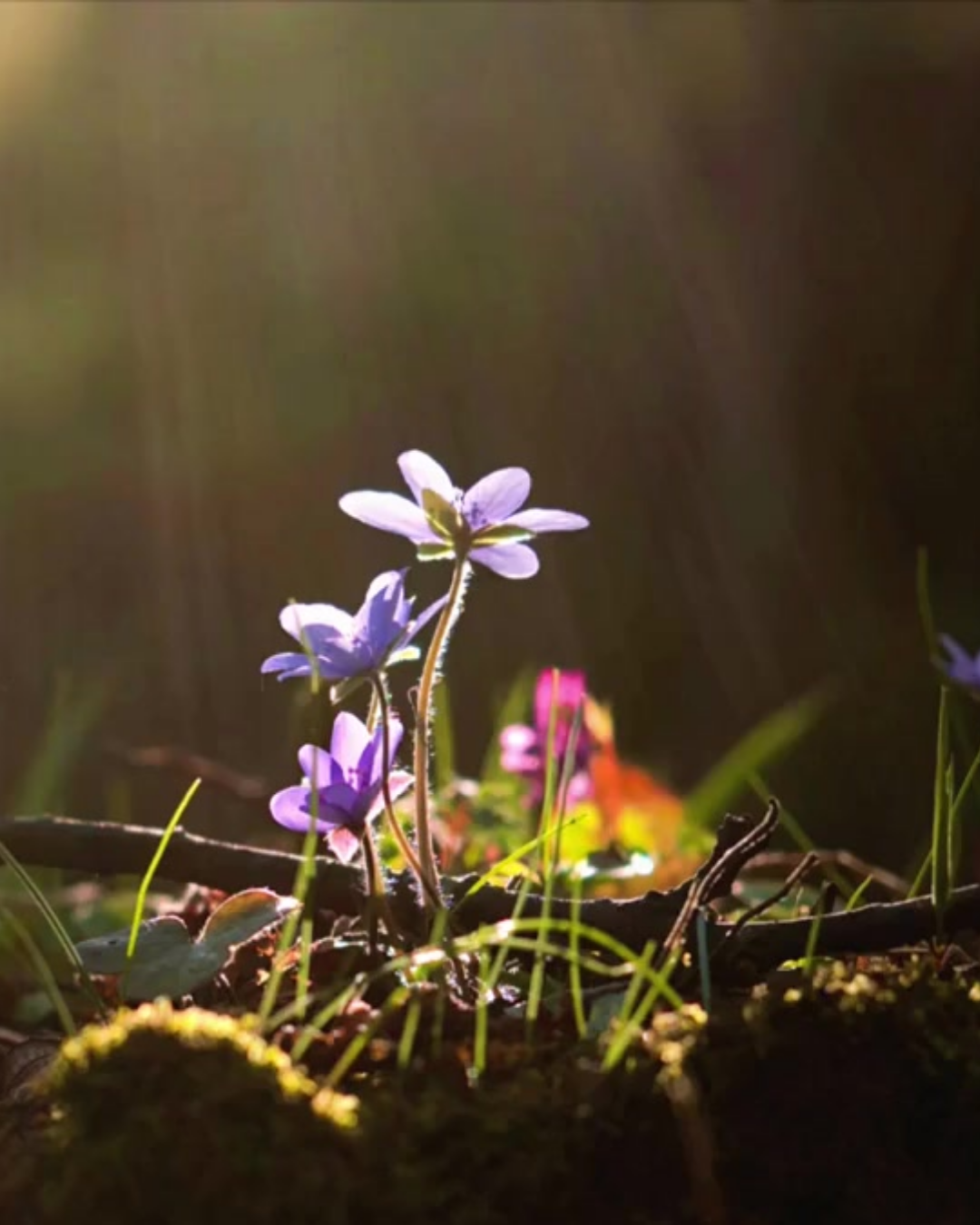 rouw gedichten rememberme - ilone krukkert- kracht